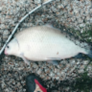 Meet your Posher, Jonjon